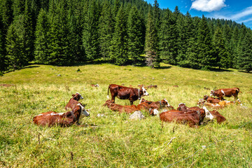Naklejka premium Brown cows resting in alpine pasture Contamines Montjoie, France