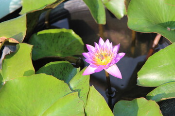 bees (?) on a blooming water in lily in bangkok in thailand  © frdric