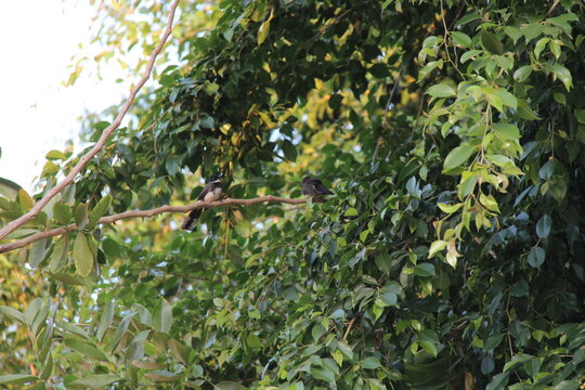 birds (sunda pied fantail ?) in a park in lopburi in thailand 
