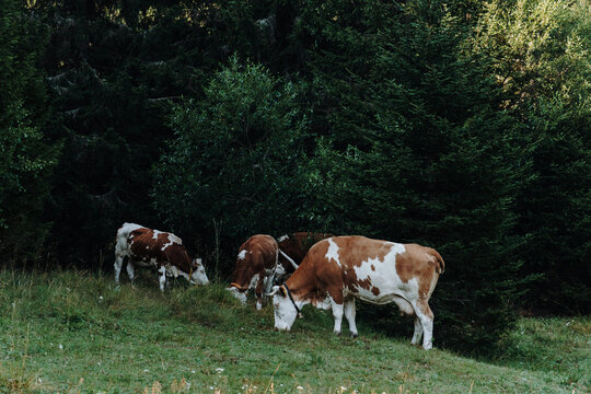 Brown and white cattle graze at the edge of a conifer forest in Kopaonik, Serbia. The scene suits livestock, farming, food production and rural lifestyle themes
