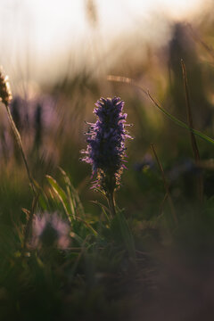 &Eacute;pi de fleurs violettes en contre-jour au coucher du soleil
