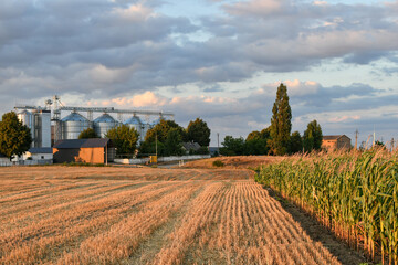 Naklejka premium Modern grain storage silos and green corn field, agricultural infrastructure and food production. Sunset view. 