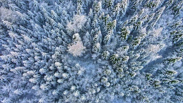 Aerial view of the snow-covered coniferous forest in Gorski kotar, featuring dense evergreen trees blanketed in white snow in Gerovo, Primorje-Gorski Kotar, Croatia.