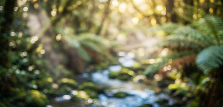 A serene forest scene with a softly flowing stream surrounded by lush greenery and ferns, creating a tranquil atmosphere illuminated by diffused sunlight.