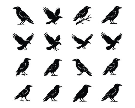 Detailed set of crow and raven bird silhouettes in various poses