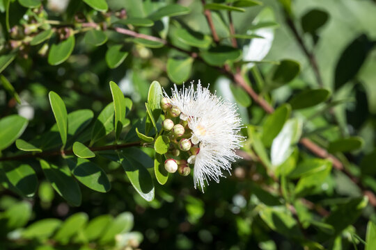 Beautiful Box-leaved Syzygium (Syzygium buxifolium Hook. & Arn.) flowers.