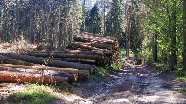 Stacked tree logs on a dirt road in a sunny forest  