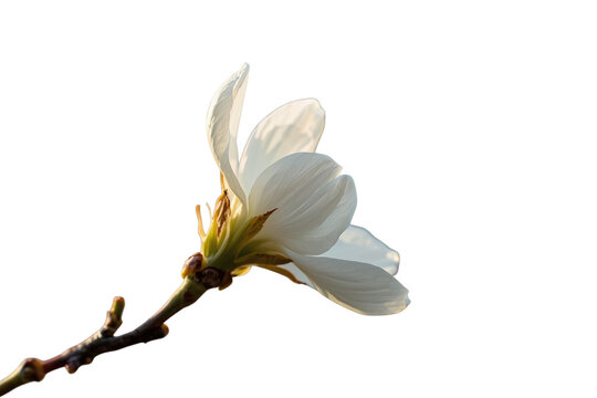 Delicate white spring blossom on dark branch