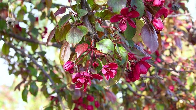 Beautiful dark red apple blossoms on tree branch against blurred greenery background. Close up of blooming malus flowers with green leaves gently swaying in breeze slow motion footage.