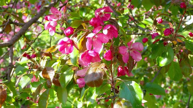 Vibrant pink apple blossoms blooming on sunlit branch, surrounded by fresh green and reddish leaves. Perfect spring nature 4K footage for backgrounds.