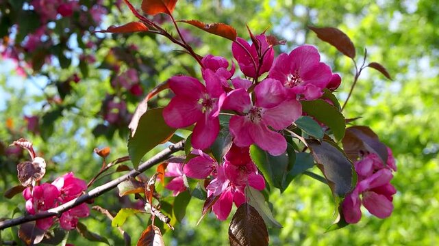 Closeup of vibrant pink apple blossoms blooming on sunlit branch, surrounded by fresh green and reddish leaves. Perfect spring nature slow motion footage for backgrounds.