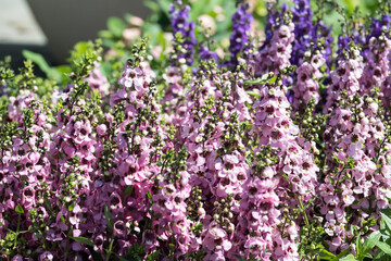 Obraz premium Beautiful Angelonia salicariifolia flowers.