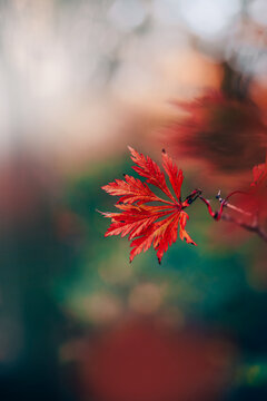 Red Japanese maple leaf on branch, beautiful moody macro photo with teal background, warm autumn bokeh, shallow depth of field, and soft natural light