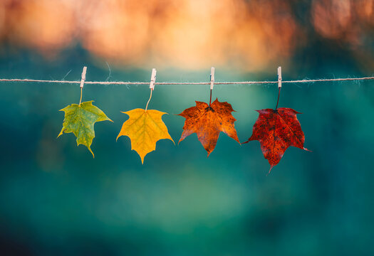 Colorful autumn maple leaves hanging on twine attached with tiny wooden clothespins, beautiful creative nature photo with teal background, warm bokeh, shallow depth of field, and fall colors