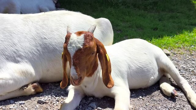 Cute Young Boer Goat Resting Outdoors on Gravel Path