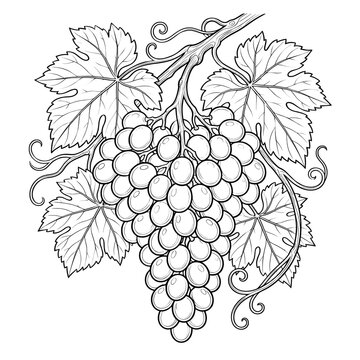 vector illustration of grapes