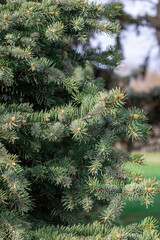 branches of a pine © Zoia