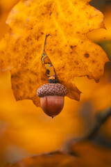 Acorn hanging from yellow oak leaf, beautiful autumn macro photo with warm orange bokeh, shallow depth of field, and detailed natural texture © Macro Viewpoint