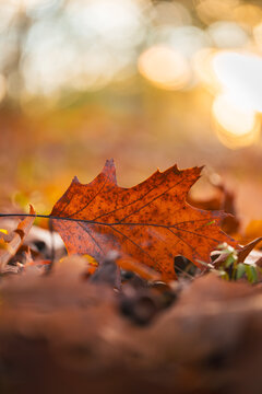 Orange oak leaf on autumn forest floor, beautiful dreamy macro photo with warm golden bokeh, shallow depth of field, and soft blurred background