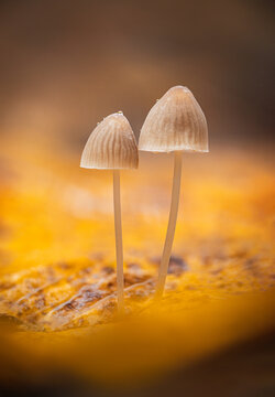 Two small mushrooms with water droplets on yellow autumn leaf, beautiful dreamy macro photo with warm golden bokeh, shallow depth of field, and soft blurred background