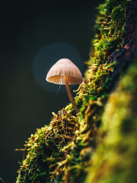 Small mushroom growing on mossy tree trunk, beautiful moody macro photo with dark forest background, soft light, and shallow depth of field