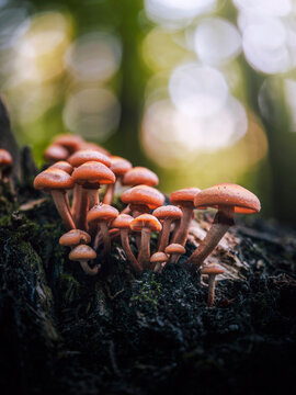 Orange clustered mushrooms on mossy tree stump, beautiful moody autumn macro photo with white bokeh, shallow depth of field, and forest background