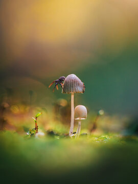Spider on bonnet mushroom (Mycena sp.) in autumn forest, beautiful dreamy macro photo with warm golden background, shallow depth of field, and soft bokeh