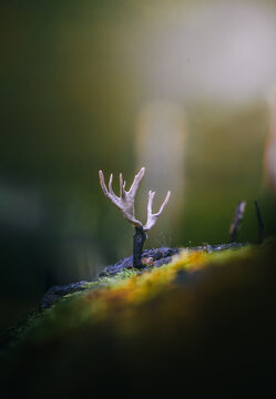 Candlesnuff fungus (Xylaria hypoxylon) on mossy wood, beautiful moody autumn macro photo with green background and shallow depth of field