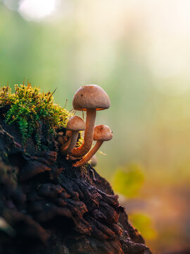 Orange brown wild mushrooms on mossy tree stump, beautiful autumn macro photo with warm golden bokeh, shallow depth of field, and soft forest background