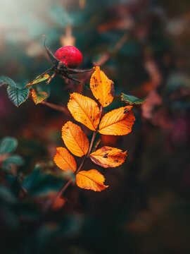Red rosehip with orange autumn leaves, beautiful moody macro photo with teal background, warm light, shallow depth of field, and dark blurred background
