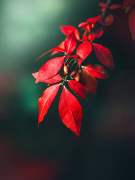 Red autumn leaves on branch, beautiful moody macro photo with teal background, shallow depth of field, dark blurred background, and dramatic soft light