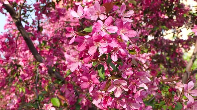 Lush pink malus tree branches gently swaying in wind during sunny spring day. Beautiful bright blossoms and buds blooming in orchard. Apple in fool bloom slow motion footage.