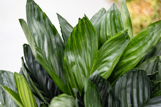 Close-up of Chamaedorea metallica, Metallic Palm, featuring deep green foliage with a lustrous metallic sheen. Ideal background for indoor plant, botanical, and nature design projects.