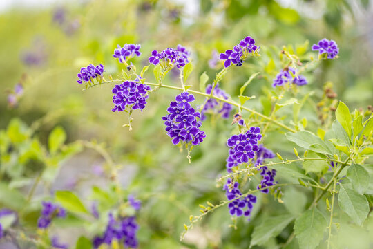 Close-up of vibrant purple flowers of Duranta erecta (Golden Dewdrop, Duranta repens, Skyflower). Perfect botanical background image for nature, gardening, and summer floral designs.