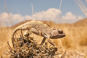 Namaqua chameleon, Chamaeleo namaquensis, ground living lizard 581 © meyblume