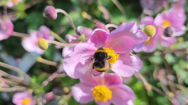 A bumblebee collects pollen from an anemone flower. 
Japanese anemone, anemone, Anemone.
A perennial rhizomatous plant. 