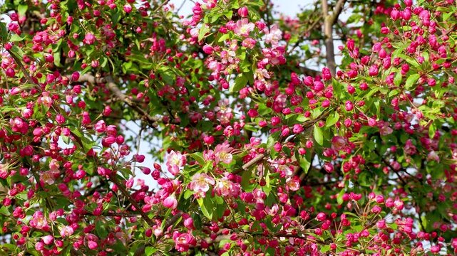 Lush pink malus tree branches swaying in wind during sunny spring day. Beautiful bright blossoms and buds blooming in orchard. Apple in bloom 4K footage.
