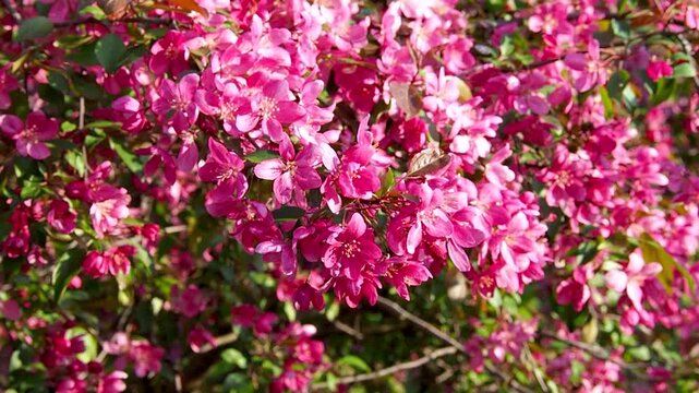 Lush pink malus tree branches swaying gently in wind during sunny spring day. Beautiful dense flowers blooming in bright orchard. Natural movement concept slow motion footage.