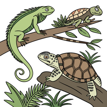 turtle vector illustration