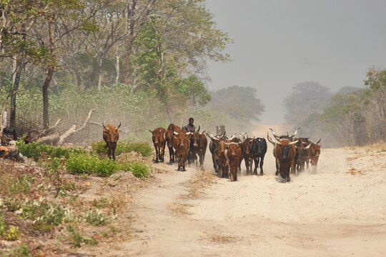 zebu herd is driven by the shephard 692