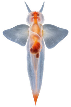 Ange de mer translucide vu de face sur fond transparent