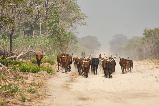 zebu herd is driven by the shephard 693