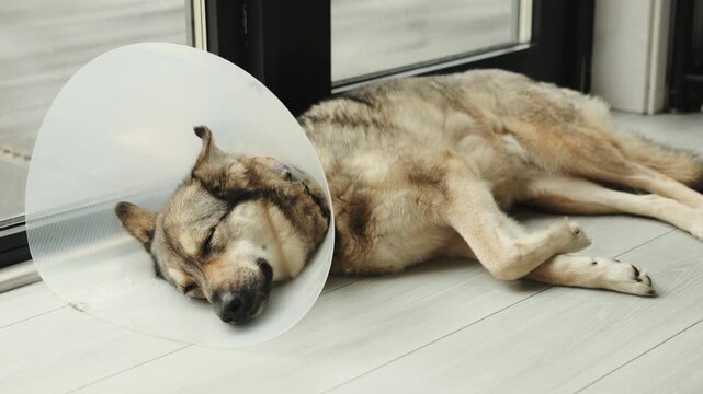 Large mongrel dog resting on the floor near a window while recovering from surgery at home.