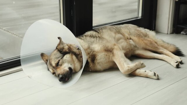 Large mixed-breed dog resting at home after surgery, wearing a protective cone and recovering indoors.