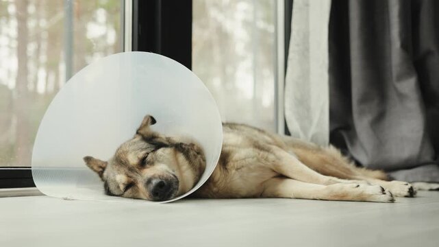 Adult mixed-breed dog wearing a cone rests comfortably at home during recovery after a veterinary operation.