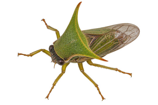 Membracide &eacute;pineux vu du dessus sur fond transparent