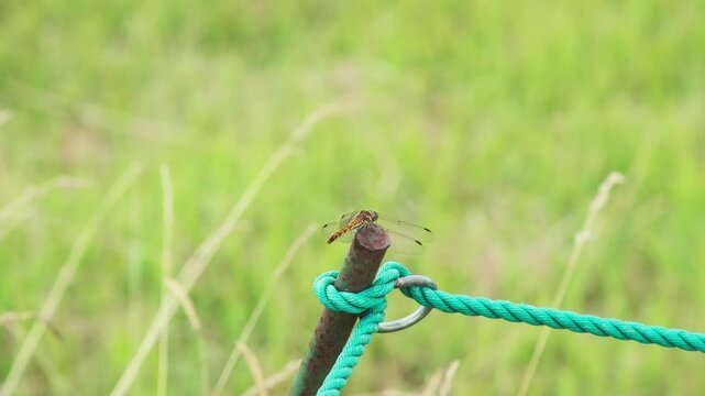 ロープにとまる赤トンボ（アキアカネ）
