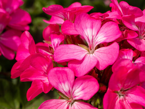 Vibrant hot pink geranium flowers in a detailed close-up, showing delicate petals and white centers. Bright summer floral image ideal for gardening, romance, celebrations and decorative design.