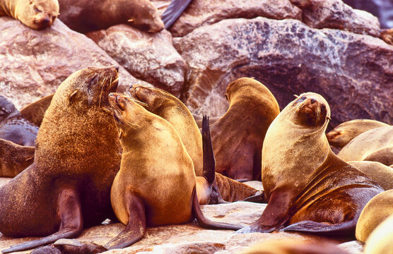 eared seal, Arctocephalus pusillus, take a sunbath 078
