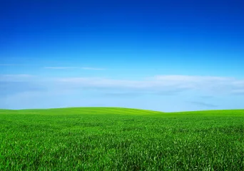 field on a background of the blue sky © Pakhnyushchyy